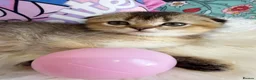 Scottish Fold cats for sale: 🐱✨ Beautiful Golden Scottish Fold Kitten - Advert 32