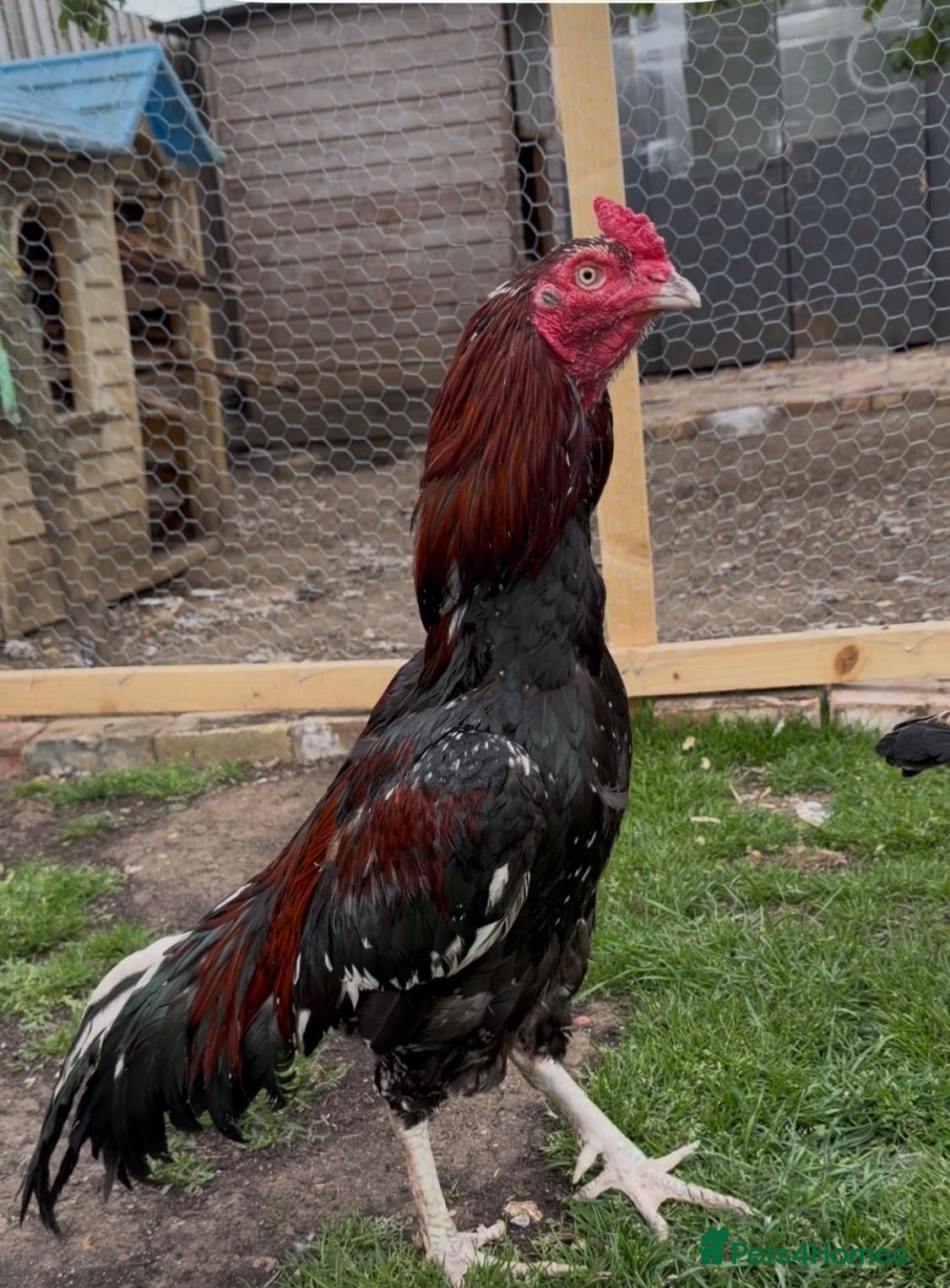 Chickens poultry Pakistani aseel - Advert 15