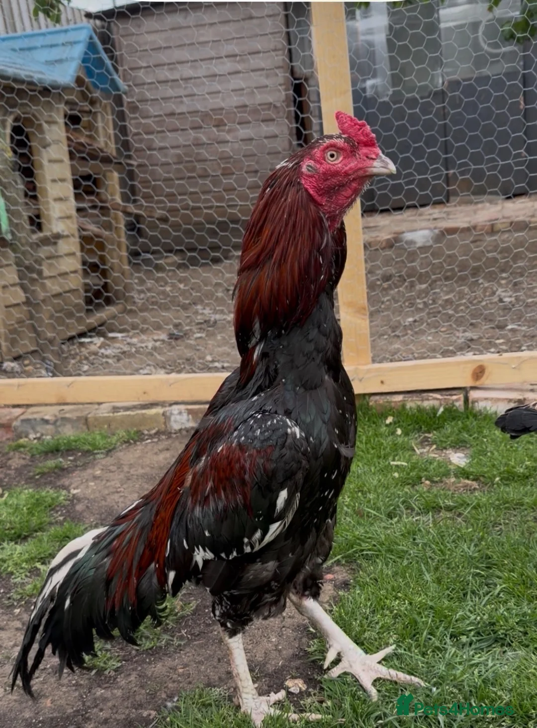 Chickens poultry for sale: Pakistani aseel - Advert 1