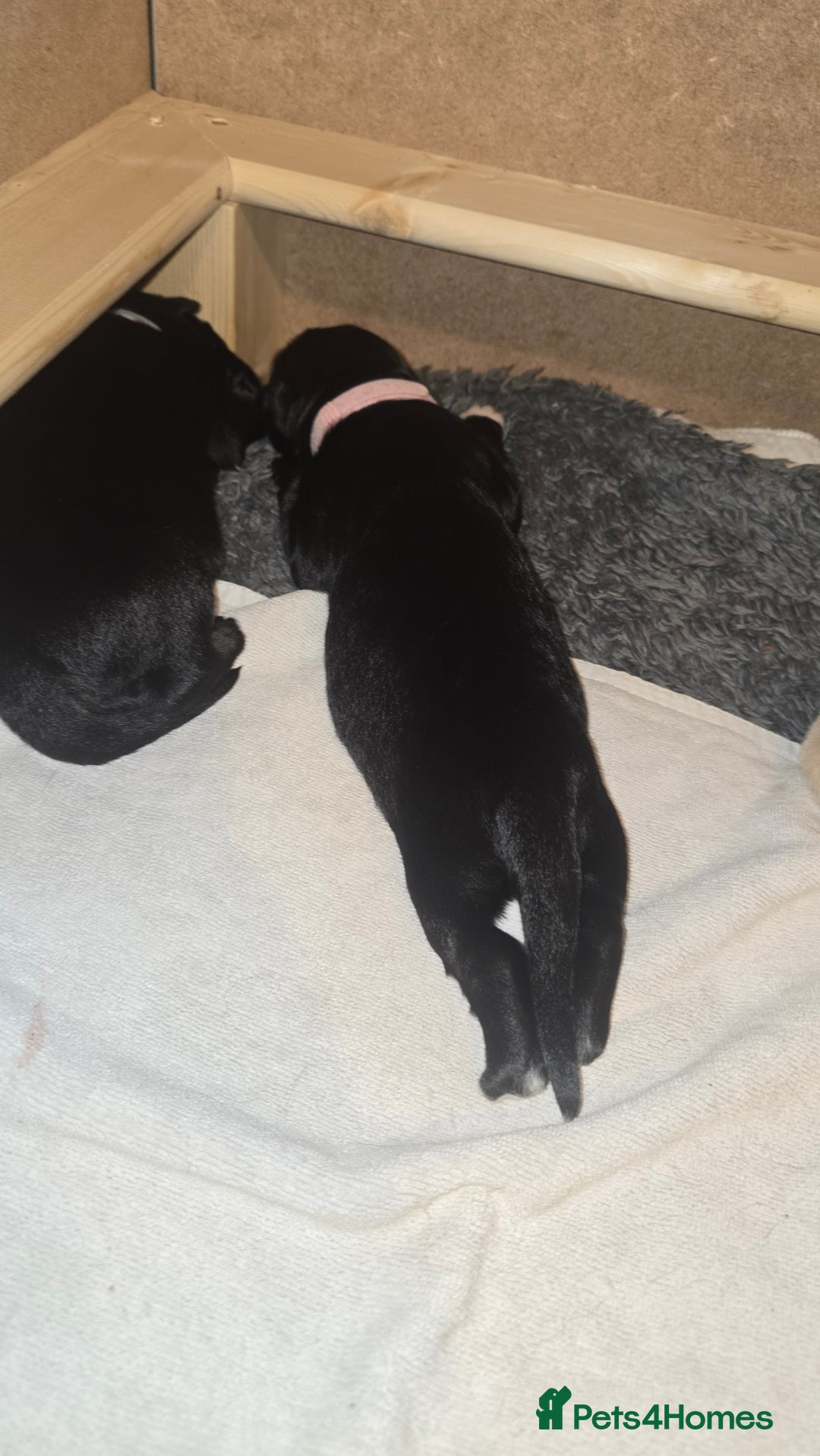 Mixed Breed dogs for sale: Ethically Raised German Shepherd x Lab Puppies - Advert 7