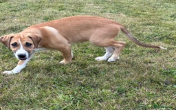 Mixed Breed dogs for sale: Lurcher, Collie X - Image 3