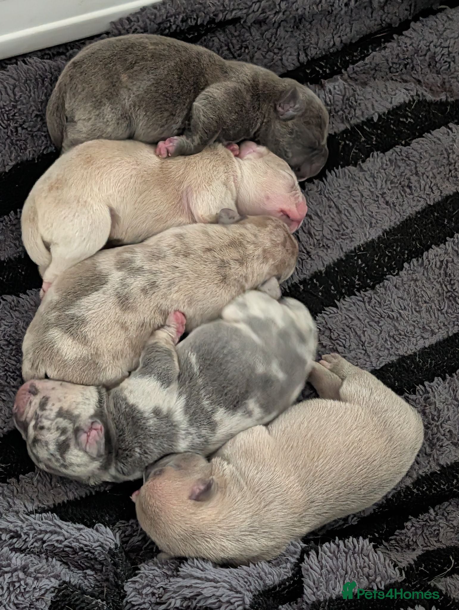 Mixed Breed dogs 5 amazing Frenchie X pups.  - Advert 1