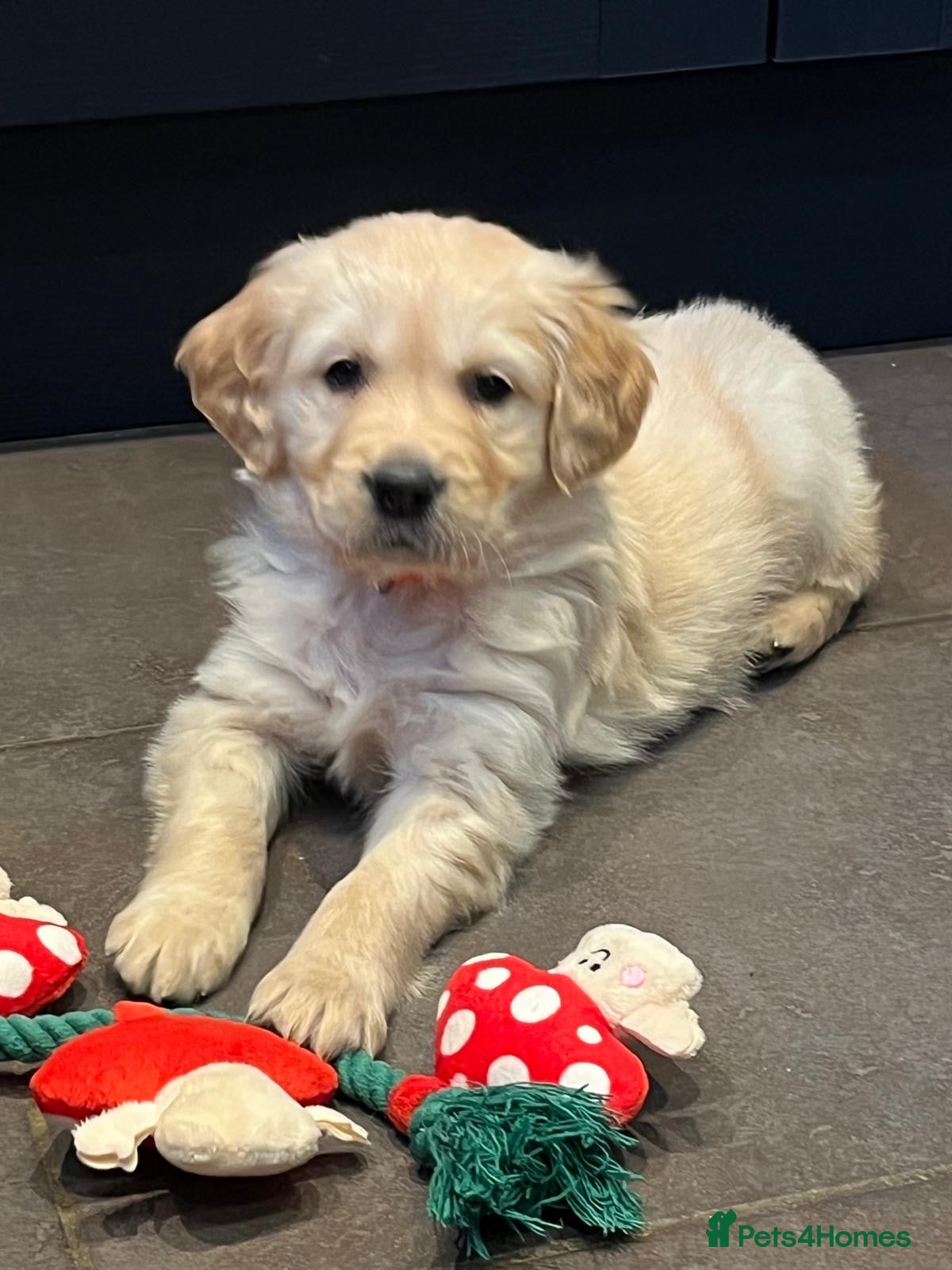 Golden Retriever dogs Kennel Club Health Tested Golden Retriever Puppies - Advert 1