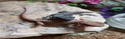 Bearded Dragon reptiles for sale: 75% red monster bearded dragon - Advert 5