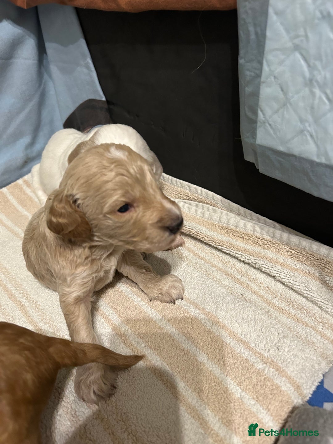 Cockapoo dogs for sale: Gorgeous F2 cockapoo puppies  - Image 10