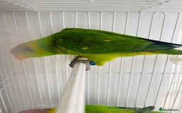 Lorikeets birds for sale: PROVEN pair iris lorikeet RARE!! - Image 8