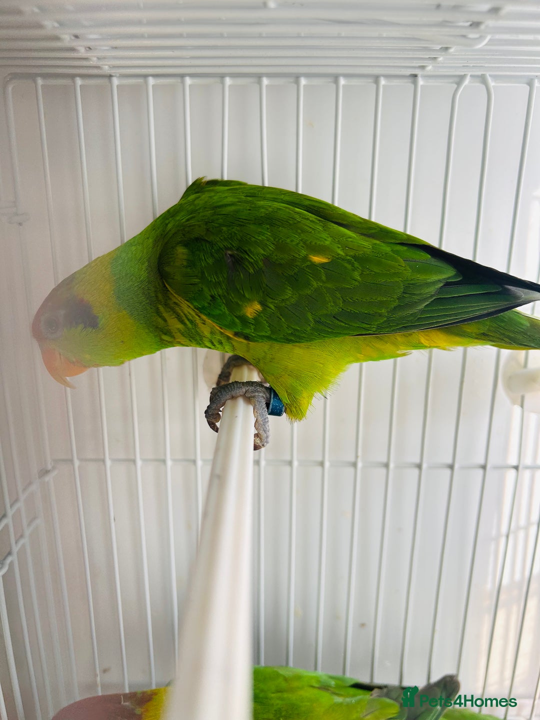 Lorikeets birds for sale: PROVEN pair iris lorikeet RARE!! - Image 8