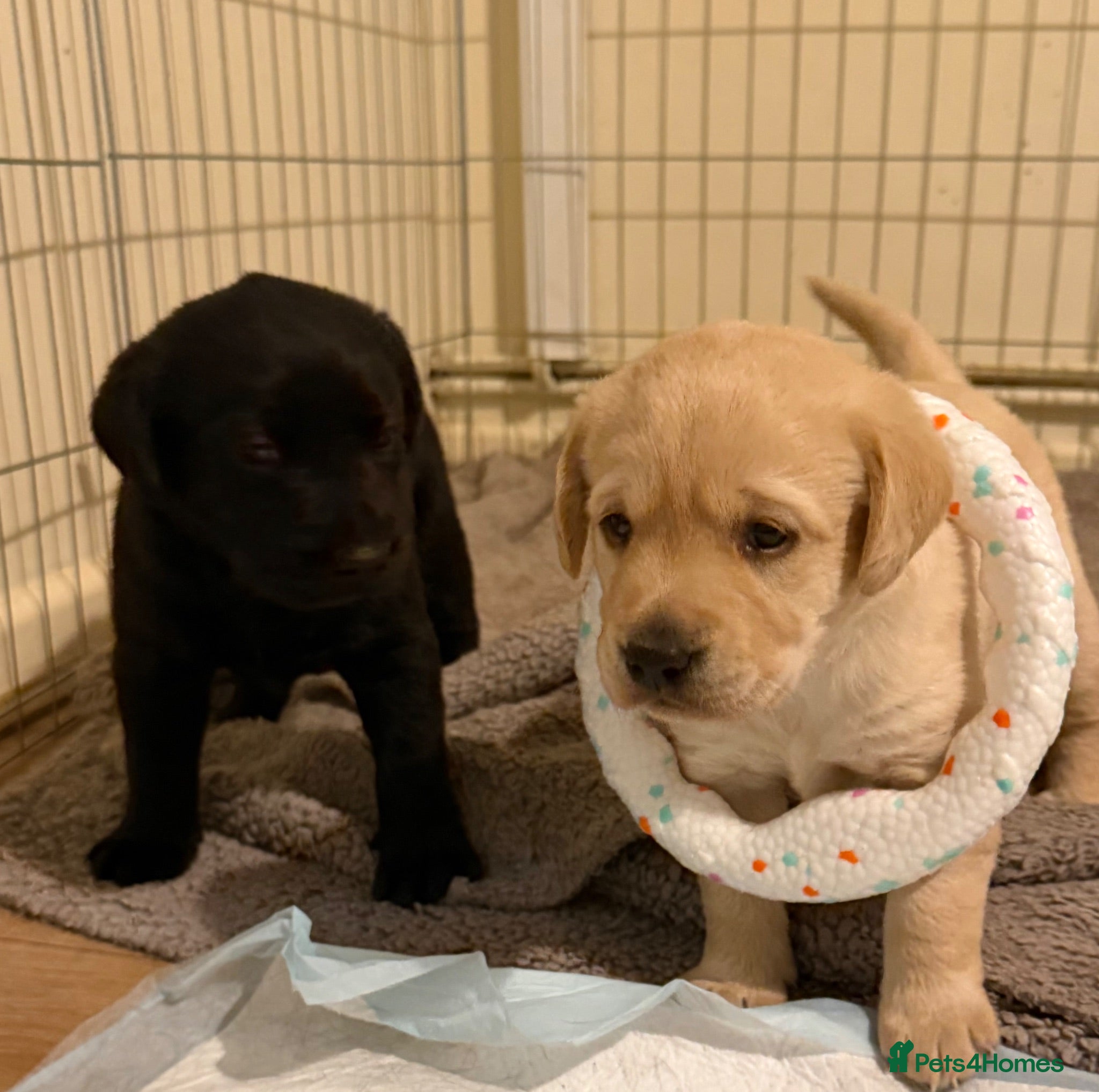 Labrador Retriever dogs Beautiful Labrador Puppies - Advert 1