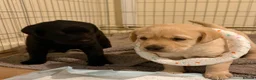 Labrador Retriever dogs for sale: Beautiful Labrador Puppies in Stockport - Advert 1