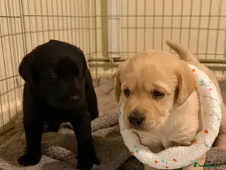 Labrador Retriever dogs Beautiful Labrador Puppies - Advert 7