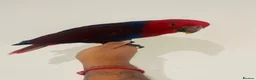 Parrots birds for sale: Hand reared Female Eclectus for sale  - Advert 4