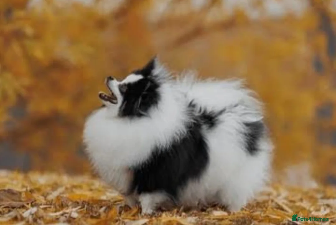 Pomeranian dogs for sale: Beautiful male and female Pomeranian for sale  - Advert 9