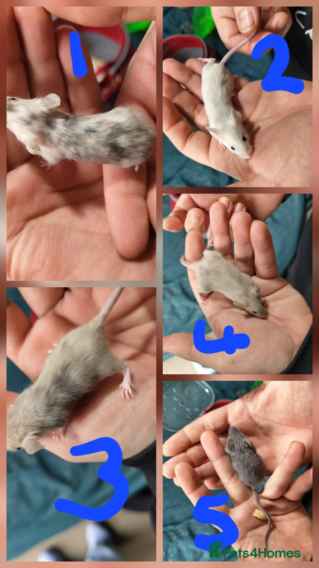 Mouse rodents for sale: Mice babies available - Advert 2