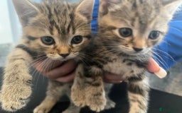 Bengal cats for sale: 4 bengals 2 black/white ready in time for  **   - Advert 13