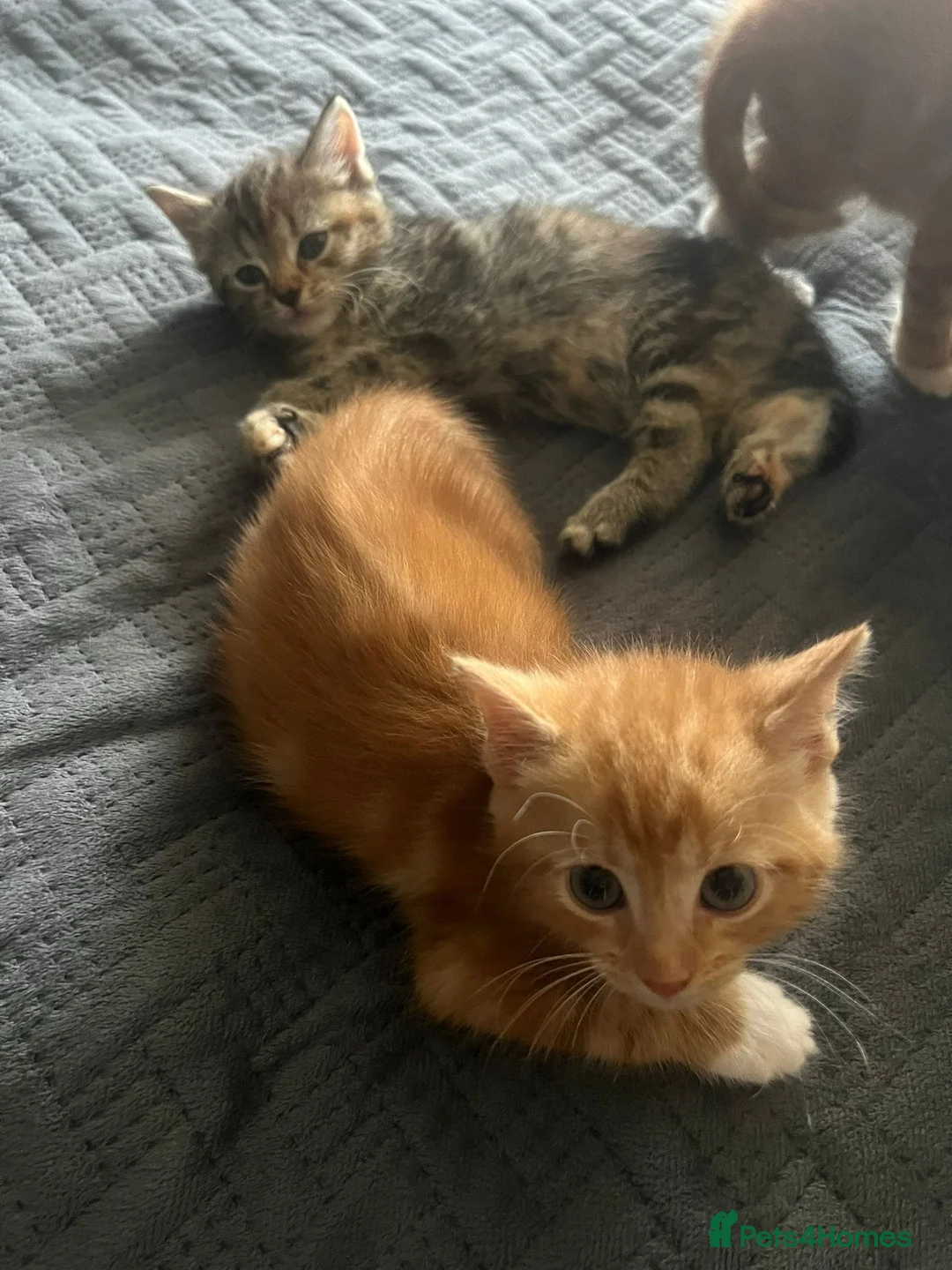 Mixed Breed cats for sale: Beautiful kittens for sale  in Birmingham - Advert 2