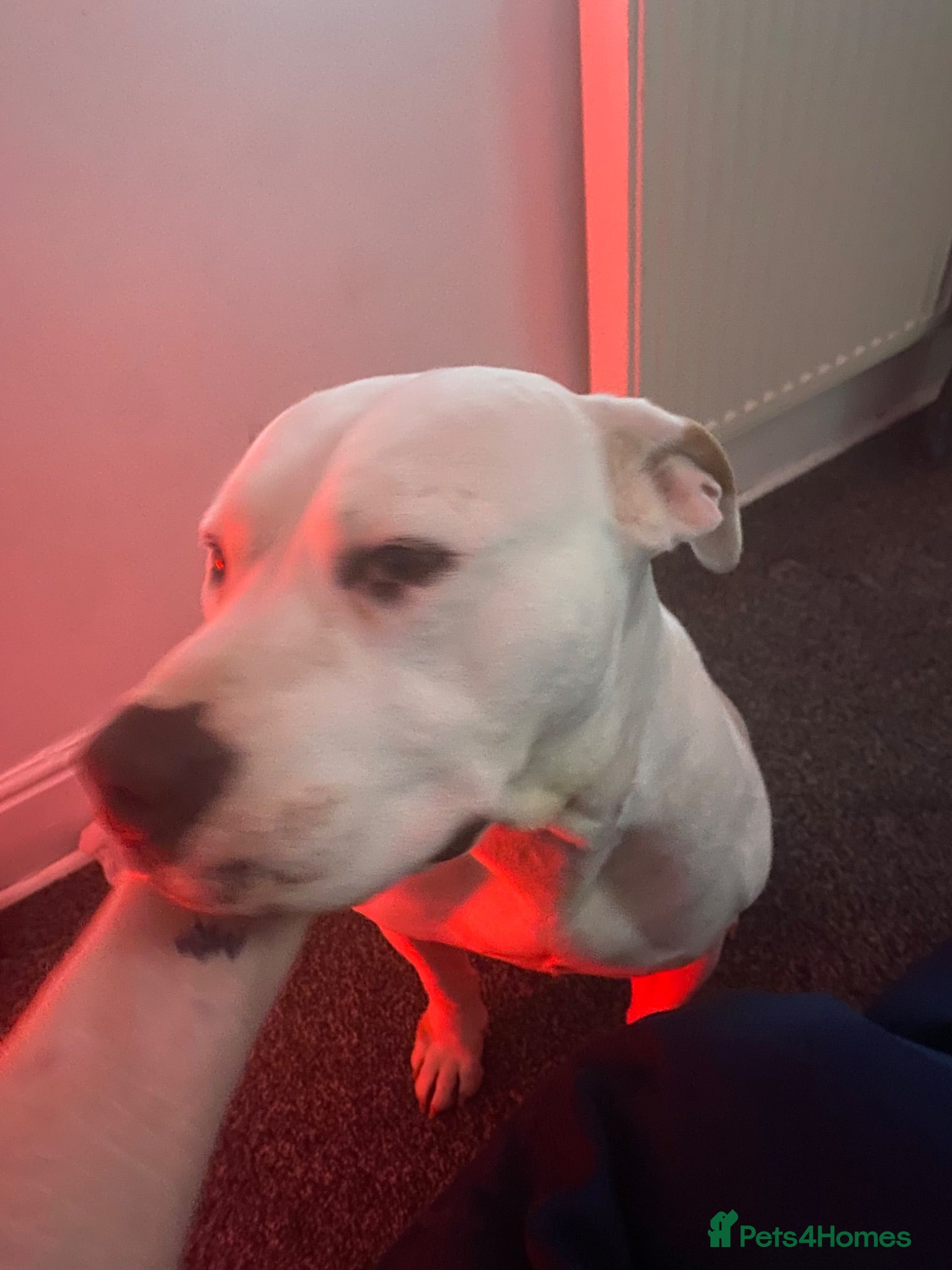 American Bulldog dogs Rehome - American Bulldog - Lucky - Advert 3