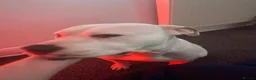 American Bulldog dogs for sale: Rehome - American Bulldog - Lucky - Advert 1