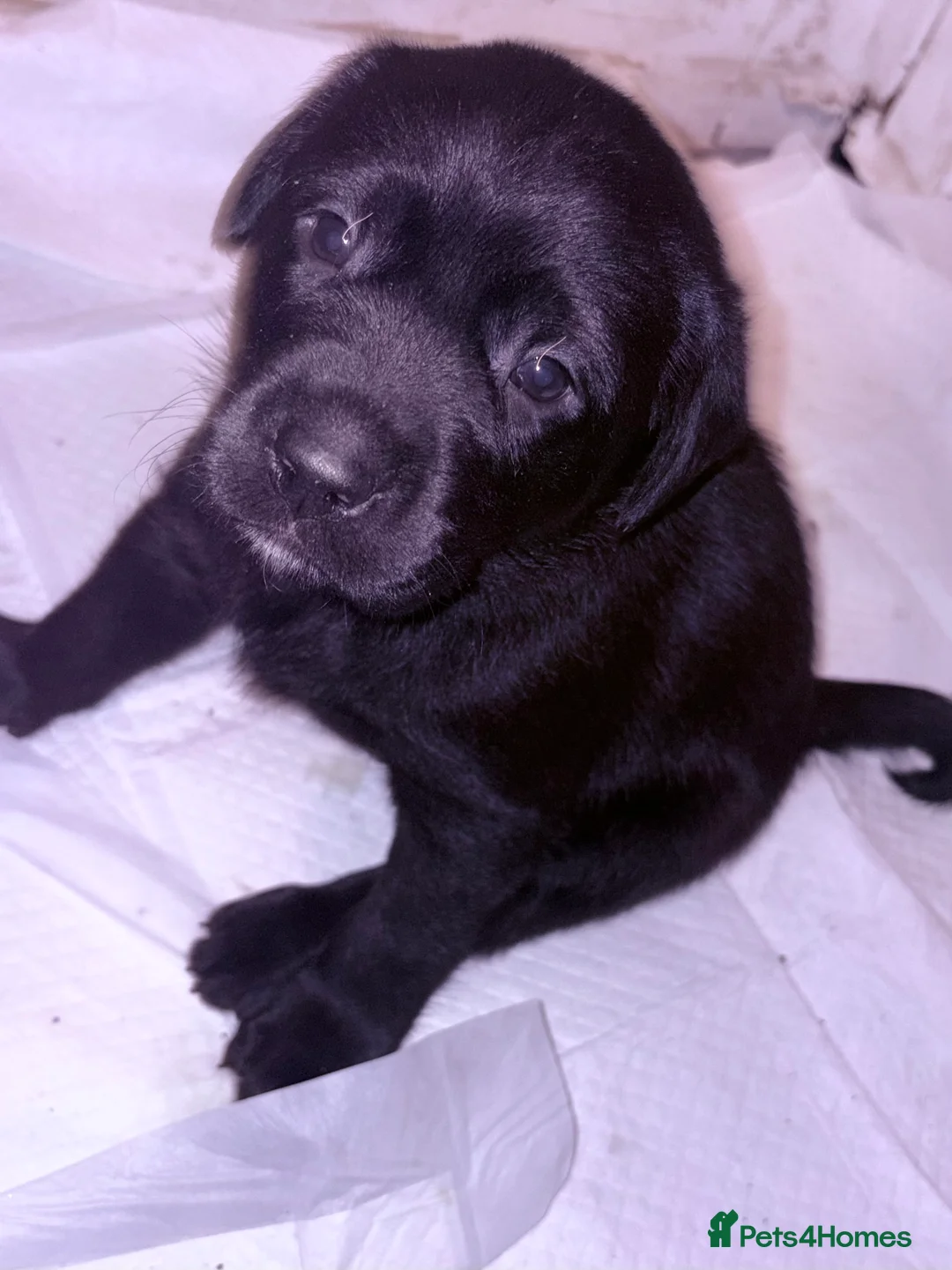 Labrador Retriever dogs for sale: outstanding black labradors - Advert 4