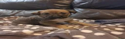Lurcher dogs for sale: Lurcher pups Bedlington x whippet x greyh x collie - Advert 6
