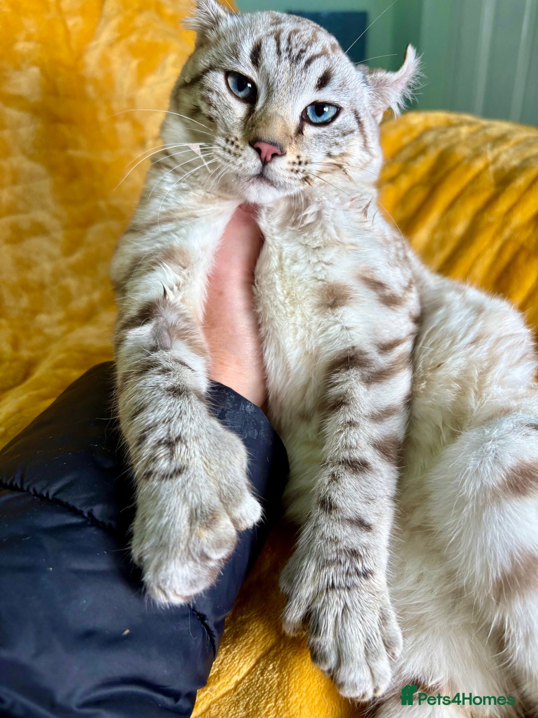 Keetso cats for sale: Super wild looking poly curled eared leopard  - Advert 9