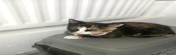 Mixed Breed cats for sale: Beautiful female kitten - Advert 3