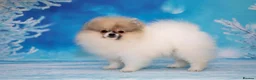 Pomeranian dogs for sale: Pom girl from 5⭐ licensed breeder - Advert 8