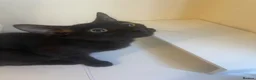 Bombay cats for sale: Shadow - Advert 9