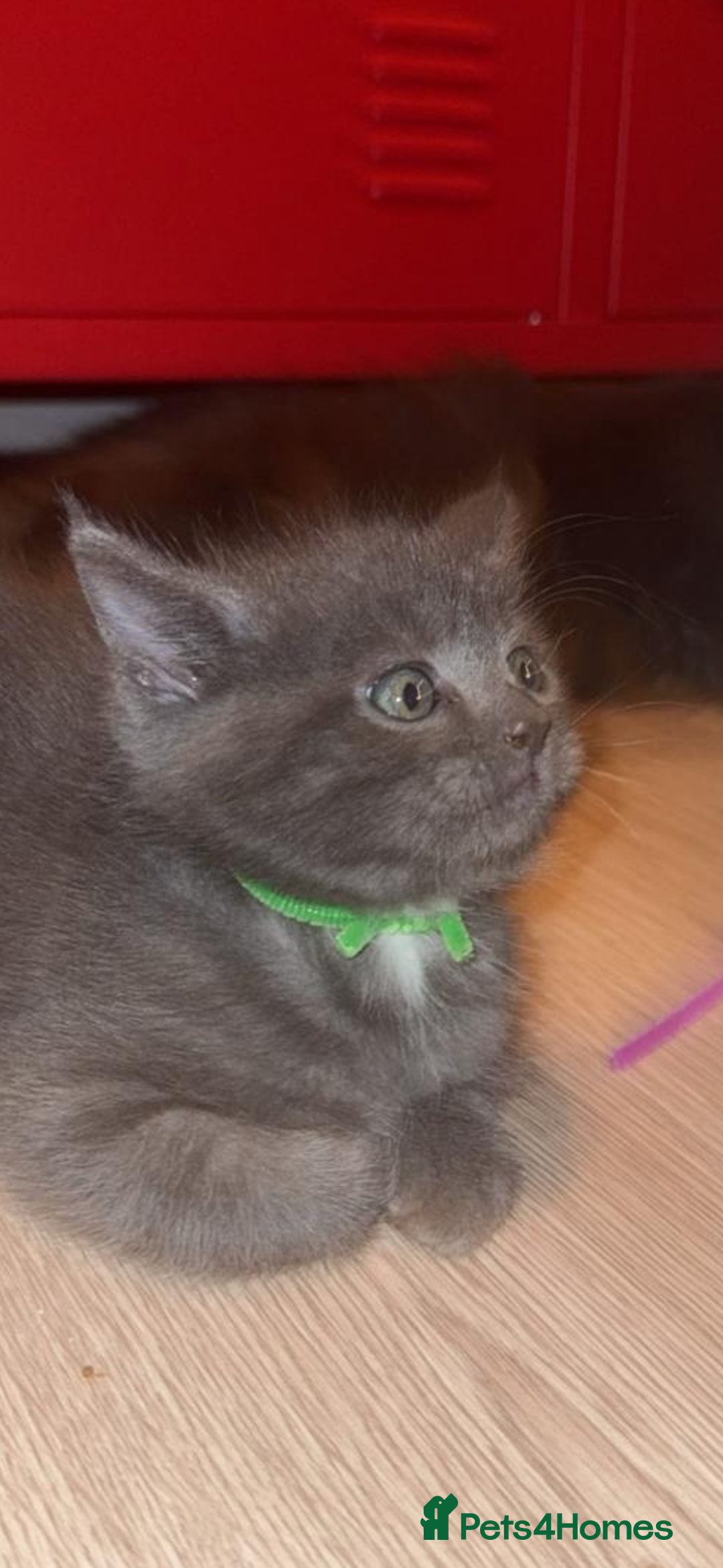 Mixed Breed cats for sale: Mainecoon cross - Advert 4