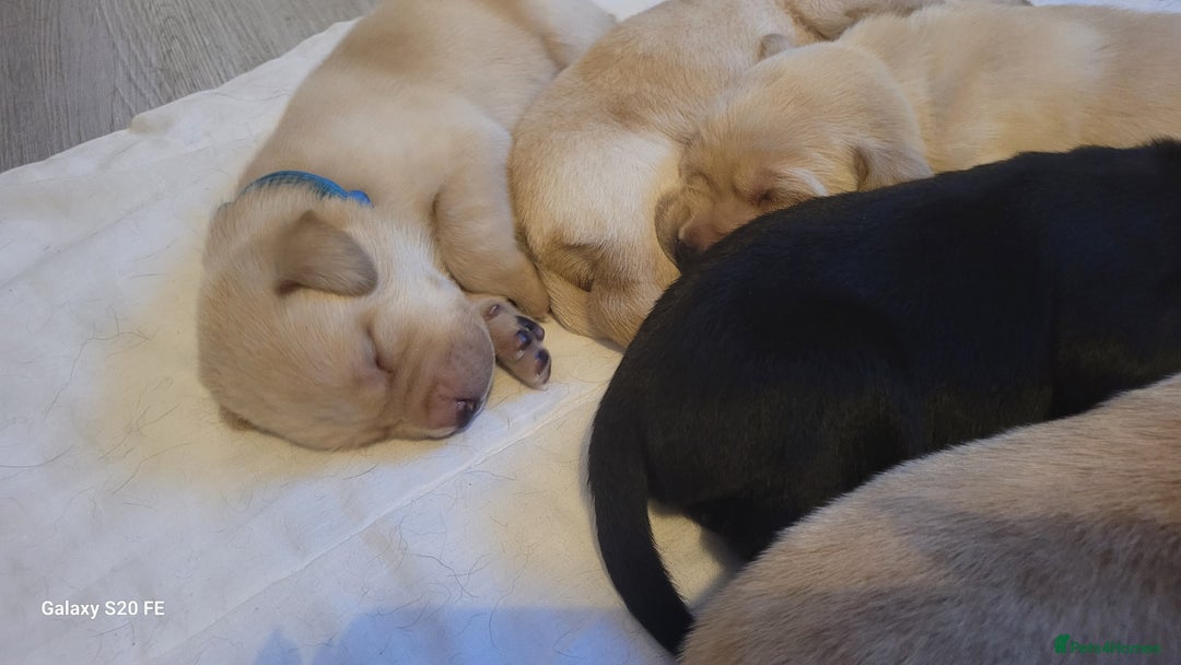 Labrador Retriever dogs for sale: 6 beautiful Labrador (all reserved)  - Advert 20