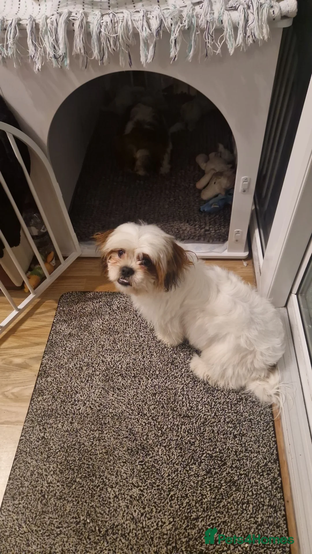 Shih Tzu dogs for sale: Leon male dog - Advert 5