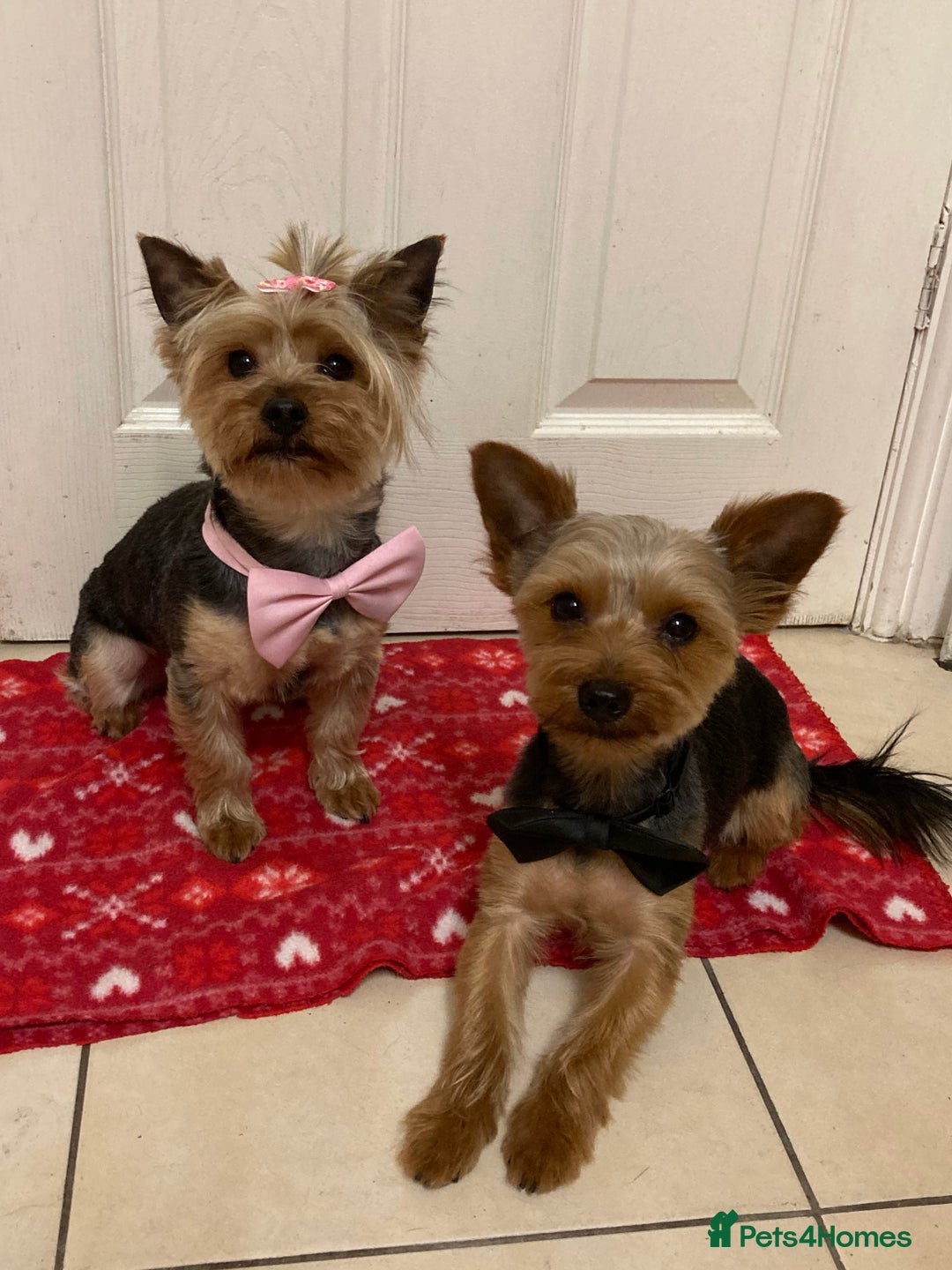 Yorkshire Terrier dogs for sale: ** Yorkshire Terrier Puppies  - Image 12