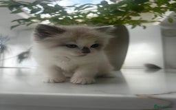 Ragdoll cats for sale: Ragdolls - Image 9