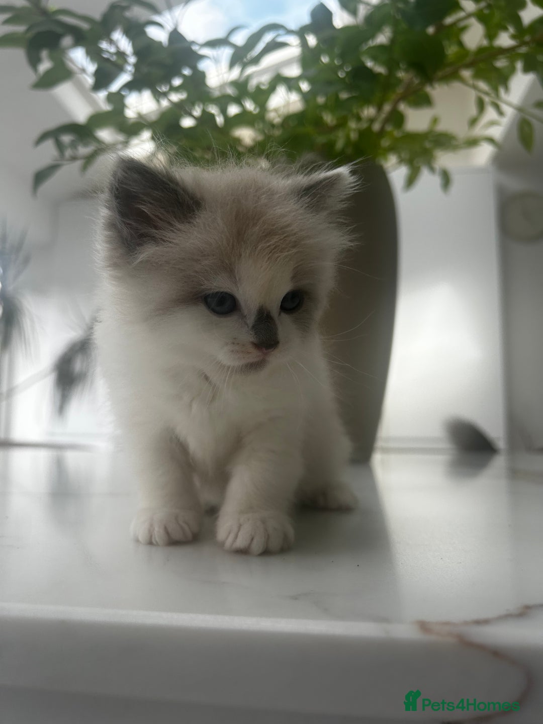 Ragdoll cats for sale: Ragdolls - Image 9