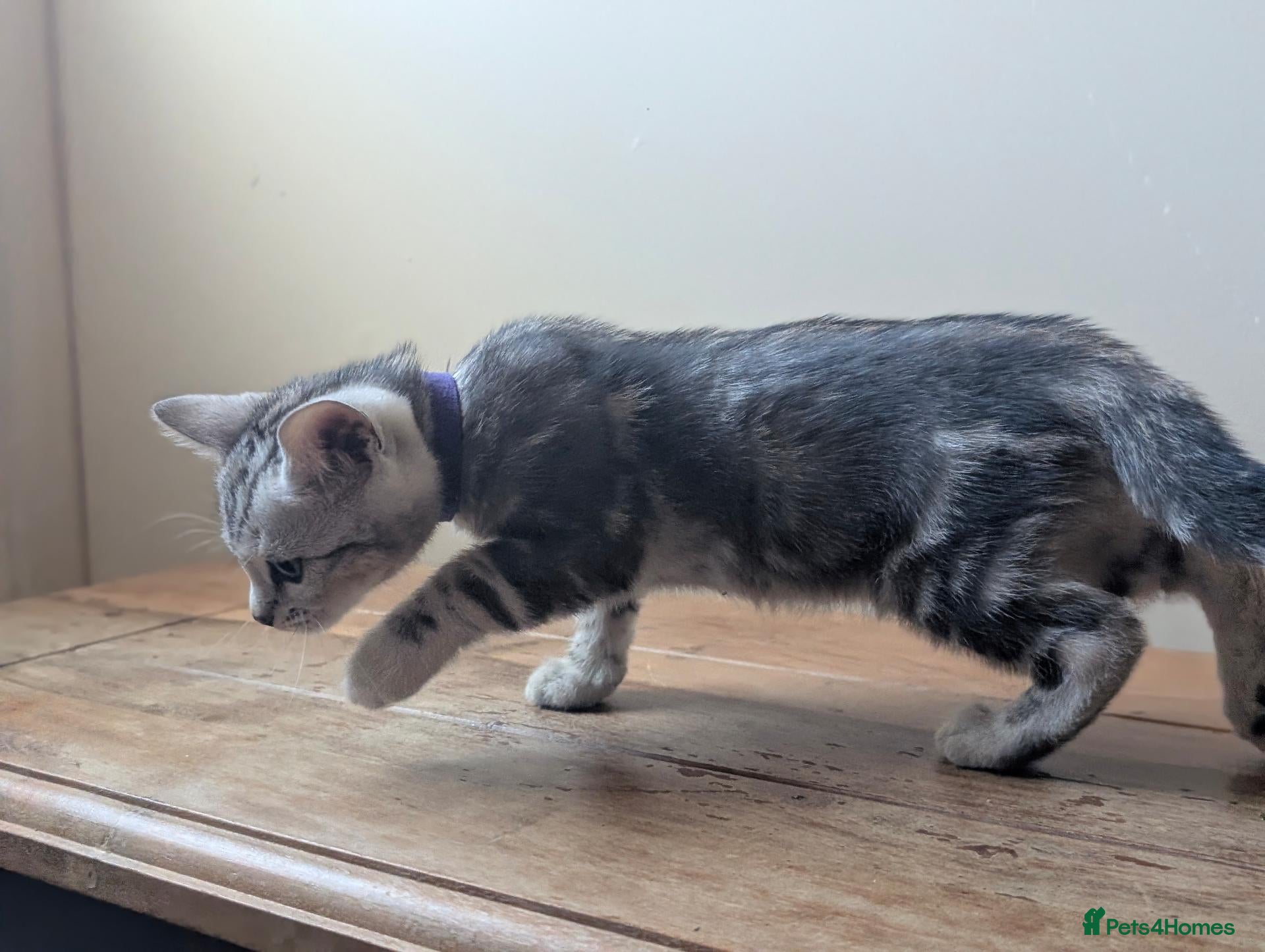 Bengal cats TICA Marble Bengal Kittens, Health Tested - Advert 2