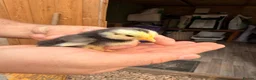 Chickens poultry for sale: Pekin Chicks - Advert 3