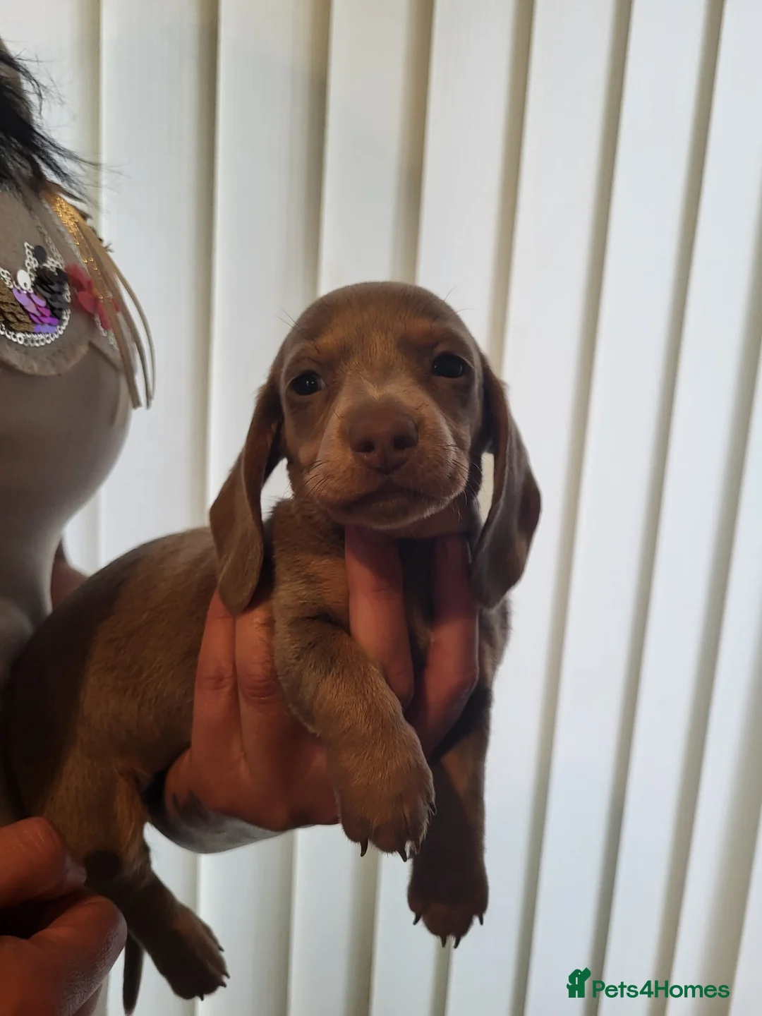 Miniature Dachshund dogs for sale: 5 miniature dachshund puppies in Norwich - Advert 6