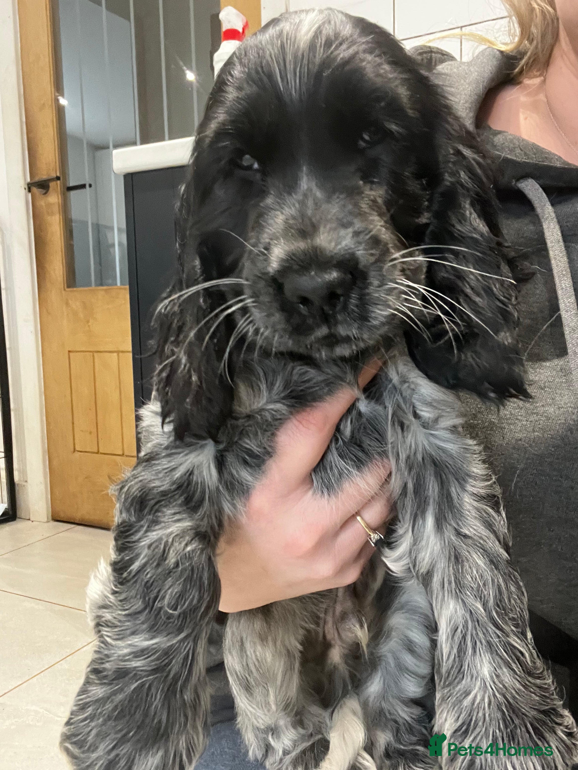 Cocker Spaniel dogs Show Cocker Spaniel Boys- Ready now - Advert 6