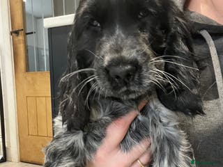 Cocker Spaniel dogs Show Cocker Spaniel Boys- Ready now - Advert 6