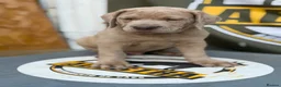 Mixed Breed dogs for sale: Cane Corso Puppies Lilac & Merle Blue Eyes - Advert 18