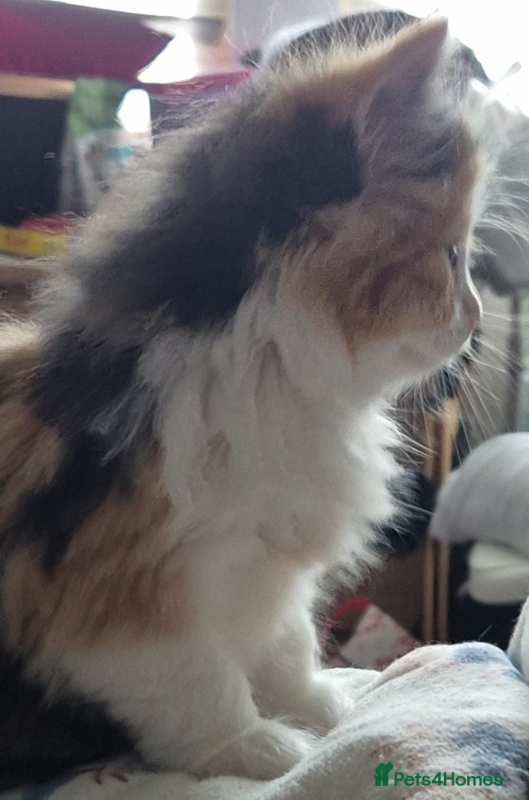 Mixed Breed cats for sale: Ragdoll mixed - Advert 7