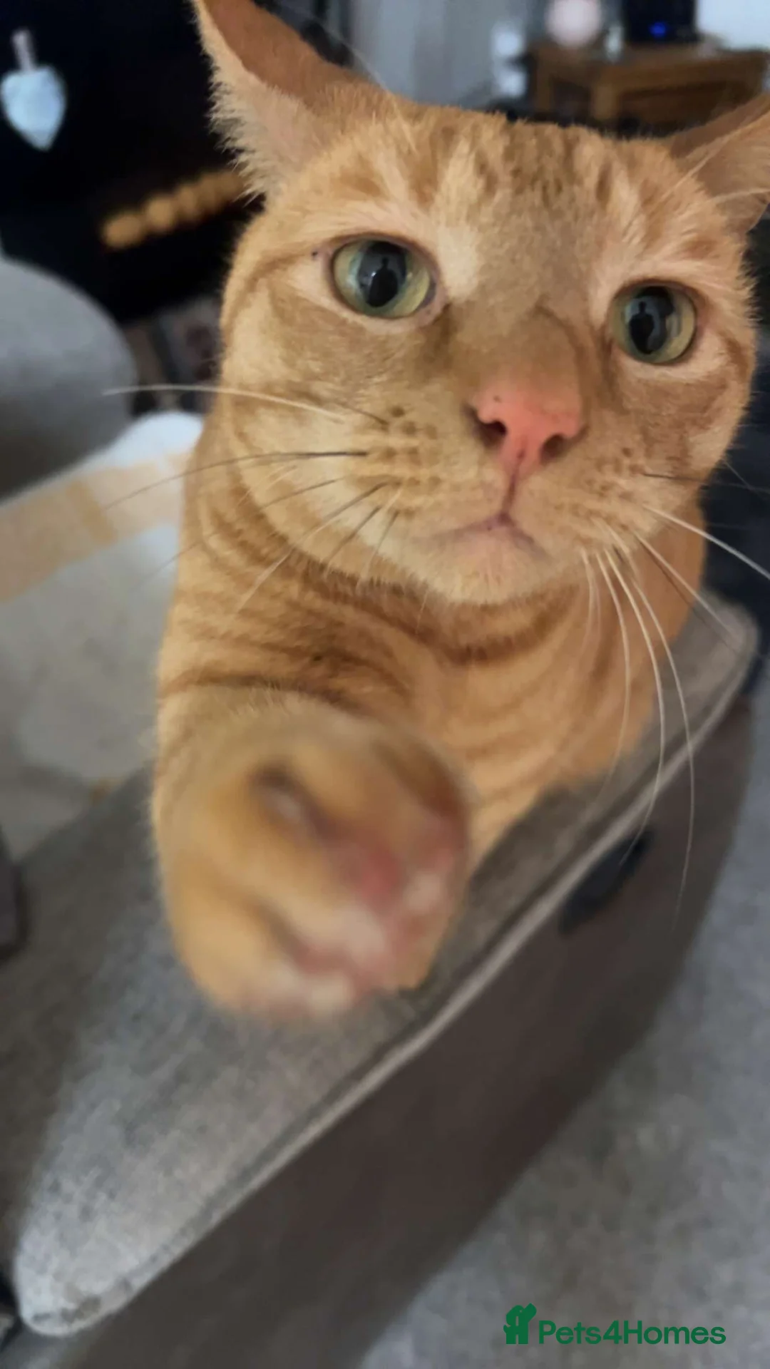 Mixed Breed cats for sale: Male ginger boy  - Advert 1