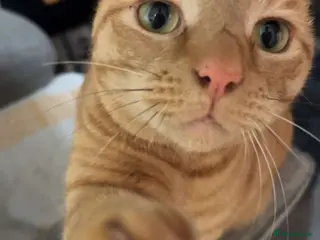 Mixed Breed cats Male ginger boy - Advert 1