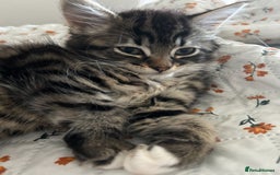 Mixed Breed cats for sale: Two cats for sale. - Image 7