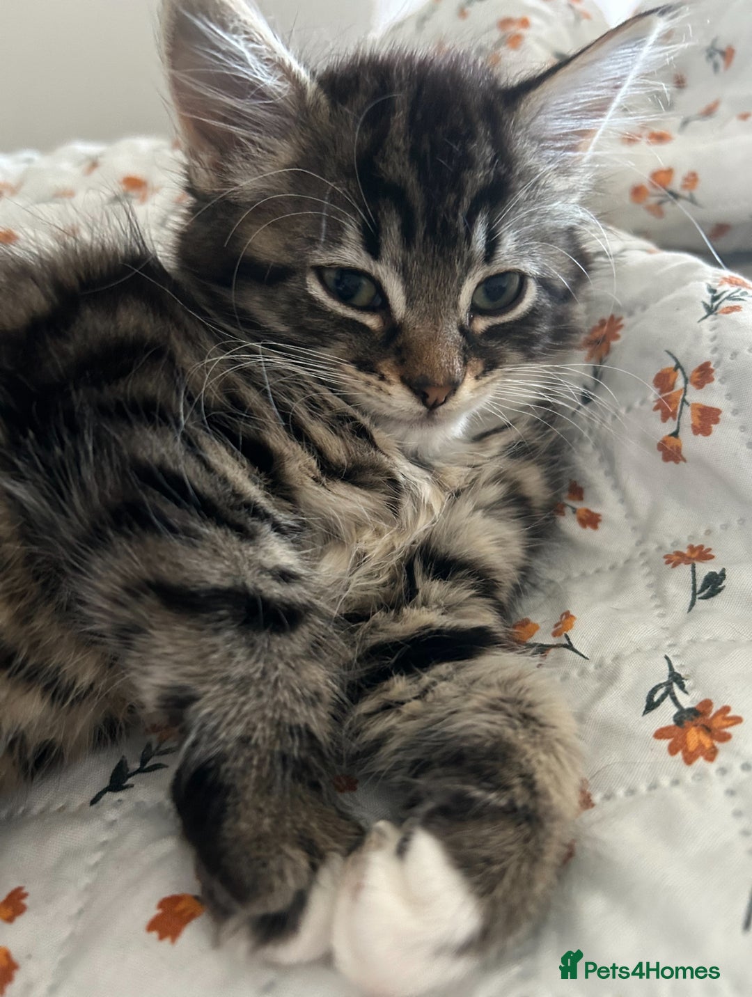 Mixed Breed cats for sale: Two cats for sale. - Image 7