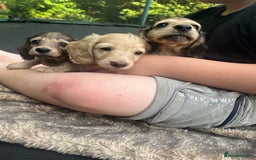 Miniature Dachshund dogs for sale: Highest quality champion line cream long haired  - Image 18