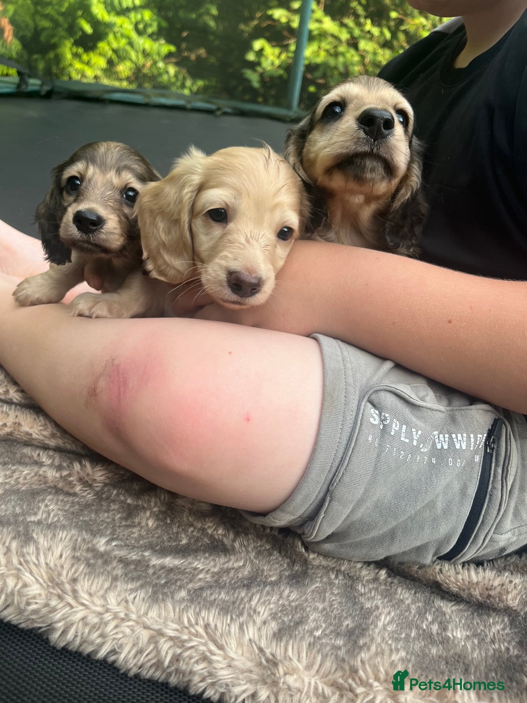 Miniature Dachshund dogs for sale: Highest quality champion line cream long haired  - Image 18