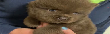 Chow Chow 2