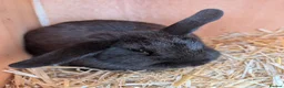 Mixed Breed rabbits for sale: 2 x male bonded rex x lop rabbits with hutch  - Advert 6