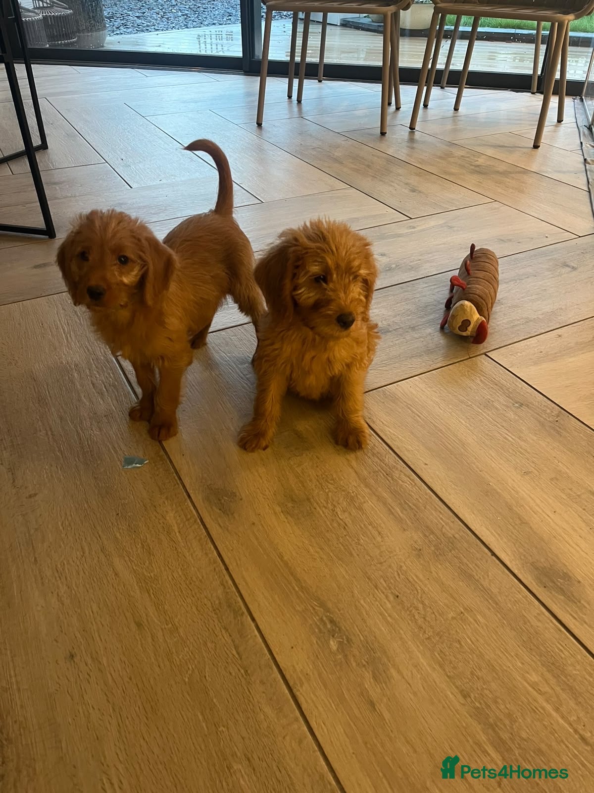 Labradoodle dogs 2 Stunning girls! Labradoodle F1b generation - Advert 1