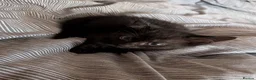 Mixed Breed cats for sale: Pure black kittens - Advert 3